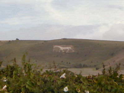 One of several white horses in the area